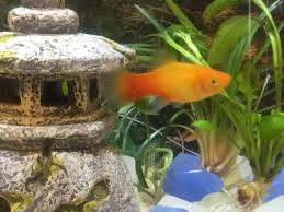 Do Platys Sleep Without Moving Their Fins?? | My Aquarium Club