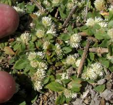 Image result for Alternanthera caracasana