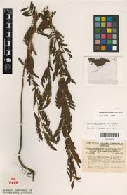 Image result for Chamaecrista nigricans