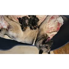 Image result for norský losí pes šedý