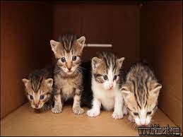 The hidden gem of free kittens near me if there isn't anyone to help, you can try out working with your dog if you've got a friend available that could help. Free Kittens Near Me Online Shopping Mall Find The Best Prices And Places To Buy