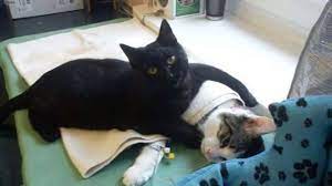 Bagi sebagian masyarakat melakukan pesugihan untuk mendapatkan kekayaan secara instan kerap dilakukan, meskipun berisiko untuk diri sendiri, . Kucing Hitam Diburu Diklaim Sebagai Obat Corona Padahal Hoaks