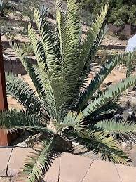 Image result for Encephalartos munchii