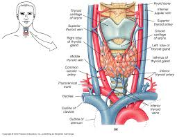 Thyroid cancer types (follicular thyroid cancer, medullary thyroid cancer, etc), as the type of thyroid cancer diagnosis usually includes a physical exam, blood tests and scans to discover the. Papillary Thyroid Cancer Thyroid Sydney