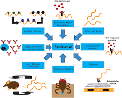 However, in europe and asia, borrelia afzelii, borrelia garinii,and other related species, in addition to b burgdorferi, cause lyme disease. Frontiers Borrelia Burgdorferi Manipulates Innate And Adaptive Immunity To Establish Persistence In Rodent Reservoir Hosts Immunology