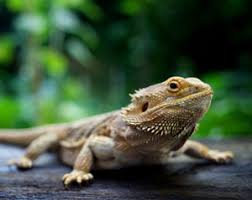 Pet boarding, reptile shops, livestock feed & supply. Reptiles And Amphibians Healthy Pets Healthy People Cdc