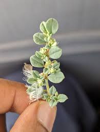 Image result for Limeum