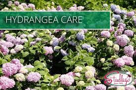 Growing hydrangeas, pruning hydrangeas, change hydrangea flower colors, and hydrangea varieties. Hydrangea Care Studley S Flower Gardens
