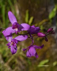 Image result for Falkia oblonga