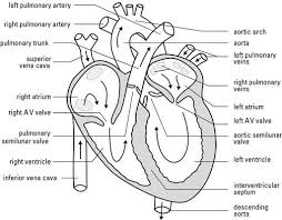 The cell (from latin cella, meaning small room) is the basic structural, functional, and biological unit of all known organisms. Blank Heart Diagram With Answers Bhd08 Heart Diagram Heart Anatomy Biology Diagrams