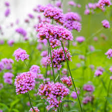 Image result for Verbena × teasii