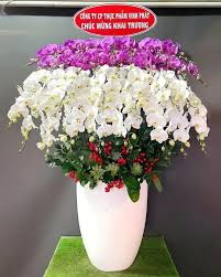 Chậu Lan Hồ Điệp