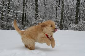 View available puppies with 1 year health guarantee & best testimonials, airline shipping. How To Crate Train A Golden Retriever Puppy Pethelpful