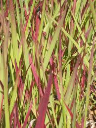 Image result for Imperata