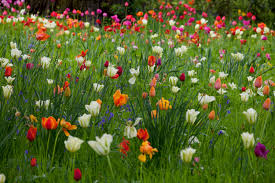 Michigan bulb company offers quality products for every gardener at great value prices, since 1943. Flower Bulbs How And When To Start Planting Bulbs Real Homes