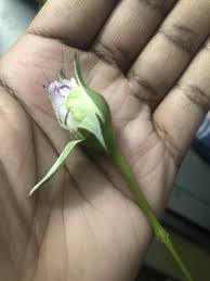 Wholesale florist in richmond, british columbia. Vogue Flower Market 1114 N Boulevard Arthur Ashe Richmond Va Florists Mapquest