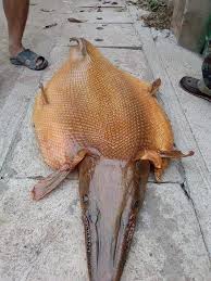 Itu artinya dunia sudah di ambang kehancuran. Muncul Hewan Pari Blasteran Buaya Tanda Akhir Zaman Putera Riau