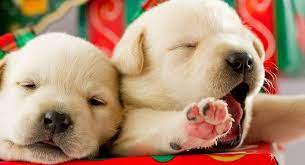 Maybe you would like to learn more about one of these? Average Cost Of A Lab Puppy Cheap Buy Online