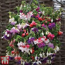 Maintaining this balance is important. Hanging Basket Collection Thompson Morgan