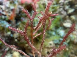 Image result for Macrotyloma rupestre × densiflo