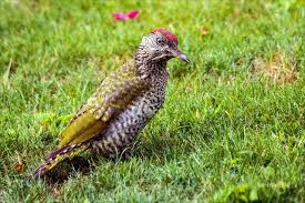 Heimische vogelarten wie blaumeise oder haussperling können jedoch immer weniger material wer rotkehlchen in seinem garten begrüßen möchte, gibt dem futter wildsamen und haferflocken hinzu. Natur Garten Aus Der Vogelwelt Junger Grunspecht Picus Viridis Dinslaken