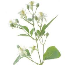 Check spelling or type a new query. Clematis Photo De Fleurs De Bach Vivre Sa Vie