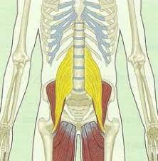 Nasm Muscles Origins And Insertions Flashcards Quizlet