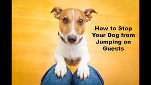 Maybe you would like to learn more about one of these? Canina Dog Training Customized Dog Training In Chicago And Online