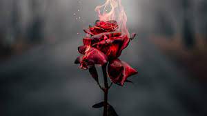 Wallpaperping.com download the best 4k wallpapers and hd images for desktop and smart devices. Burning Rose Wallpapers Top Free Burning Rose Backgrounds Wallpaperaccess