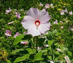 Swamp Rose Mallow Hibiscus Moscheutos Hardy Hibiscus Plants Starter Plants