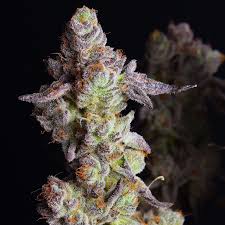 Harvest yield, seeds review, grow details. Punch Cake Indica Leafly