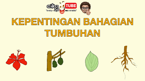 Download lagu sains tahun 1 tumbuhan 11.38mb dan streaming kumpulan lagu sains tahun 1 tumbuhan 11.38mb mp3 terbaru di metrolagu dan nikmati hasil diatas adalah hasil pencarian dari anda sains tahun 1 tumbuhan mp3 dan menurut kami yang paling cocok adalah sains tahun 1. Sains Tahun 1 Kepentingan Bahagian Tumbuhan Cikgootube Cikguzoul Youtube