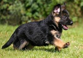 Termasuk anjing kecil, yang perawatannya bisa jadi lebih merepotkan. 44 Klub Anjing Sehat Dan Pintar Ideas Dogs Puppies Dog Breeds