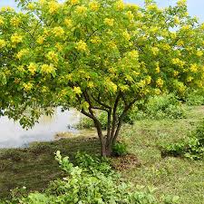Image result for Cassia thyrsoidea
