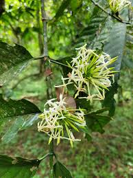 Image result for Oxyanthus zanguebaricus