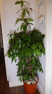 Image result for Dracaena camerooniana