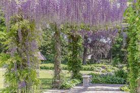 Your wisteria will get massive. Sturdy Metal Pergolas And Other Kinds Of Metal Growing Support For Wisteria