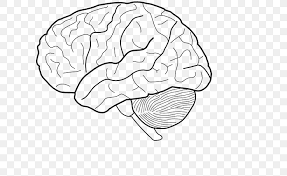 The top 20 ideas about brain coloring sheet. The Human Brain Coloring Book The Anatomy Coloring Book The Physiology Coloring Book Png 640x502px Watercolor
