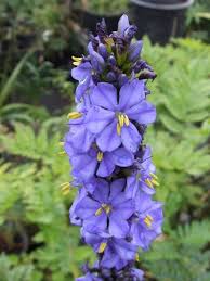 Image result for Aristea