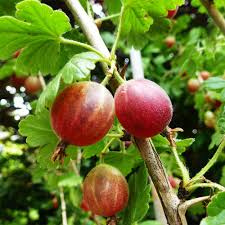 Check spelling or type a new query. Rote Stachelbeere Ribes Uva Crispa Rot Hinnonmaki Rot Die Beeren Der Rote Stachelbeere Haben Susslich Aromatisches Fruchtfleisch Und Erscheinen Von Juli Bis August An Den Fruchttrieben Native Plants