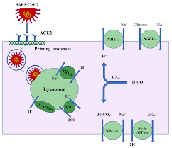 Read the results at 15 minutes after specimen and buffer loading, but no later than 20 minutes. Ijms Free Full Text Acute Kidney Injury In Sars Cov 2 Infection Direct Effect Of Virus On Kidney Proximal Tubule Cells