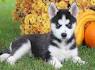 Siberian Husky Puppies For Sale - AKC PuppyFinder