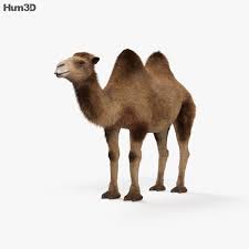 Free 3dmodels,3dscenes,texture,hdri,shader from evermotion, 3ddd, r&d group and many best 3d design sites. Camel Hd 3d Model Animals On Hum3d