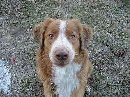 Tollers are a very intelligent breed who need mental stimulation and to be kept active. Ducky Doodle Nova Scotia Duck Tolling Retriever Retriever Nova Scotia Duck Tolling