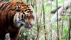 20 macem ekspresi wajah, versi gue. Tantangan Gambar Ekspresi Wajah Wajah Selamanya Lucu Tuhan Gusta Wallpaper Hd Wallpaperbetter