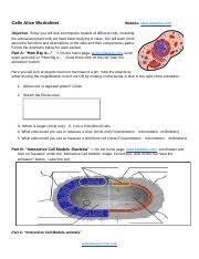 Maybe you would like to learn more about one of these? Cells Alive Answers 1 Docx Cells Alive Worksheet Website Www Cellsalive Com Objective Today You Will Look At Computer Models Of Different Cells Course Hero