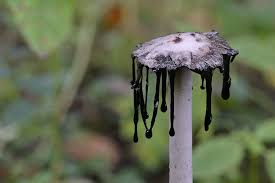 Image result for Coprinus comatus