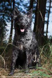 Upcoming and planned mudi litters at twisted acres ranch. Pin On Mudi Dog