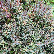Image result for Rotala submersa