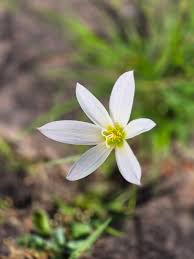 Image result for Zephyranthes candida